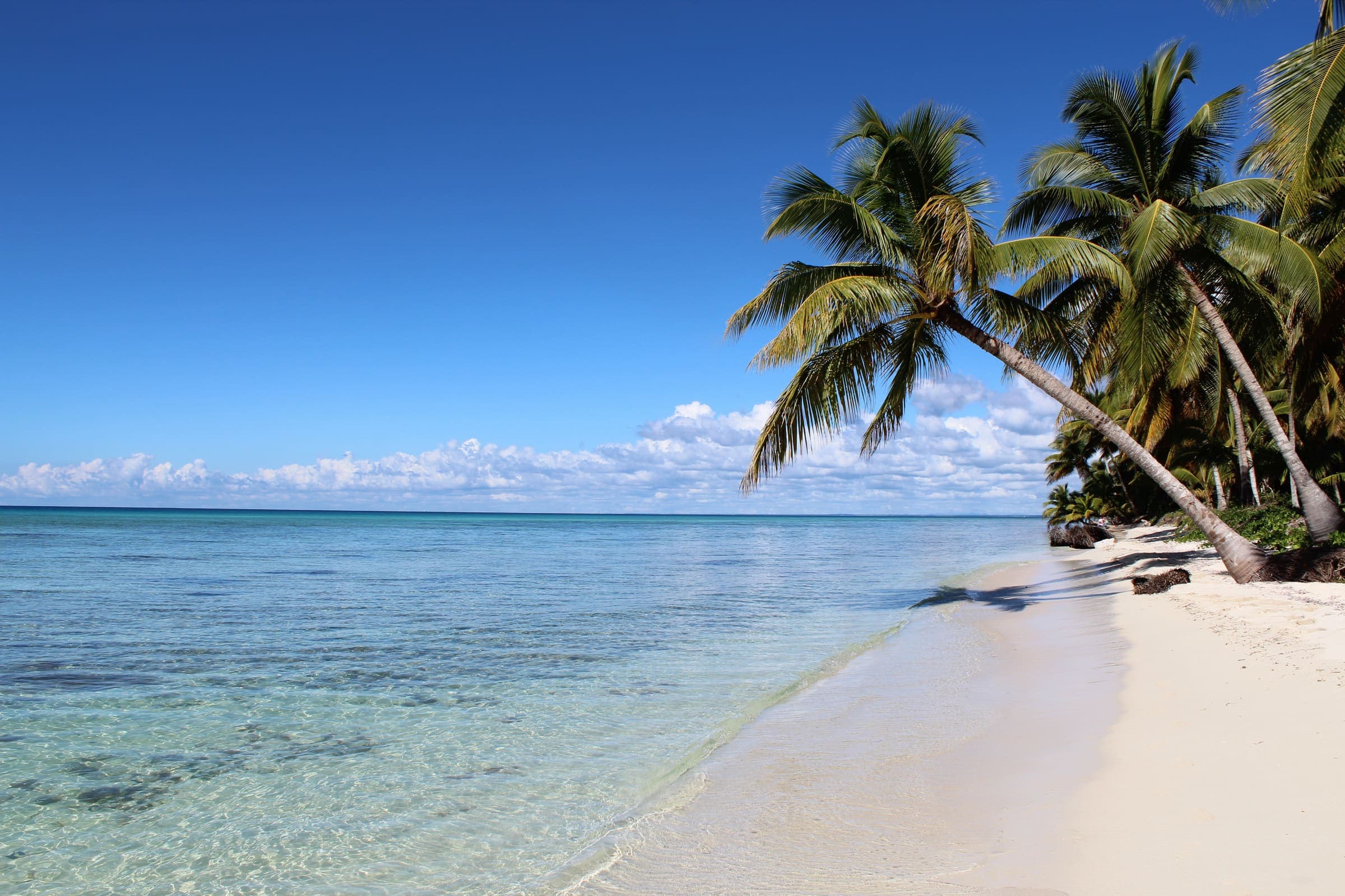 Palm trees leaning over a white sand beach and turquoise water on Saona Island